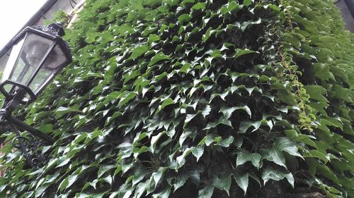 High angle view of wet green plants