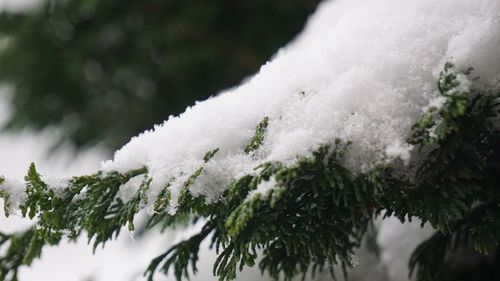 Close-up of snow on tree