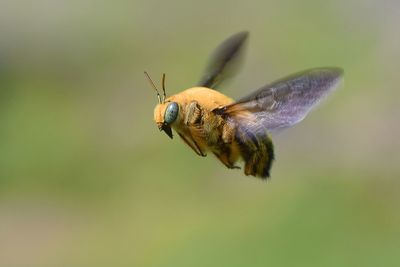 Close-up of insect