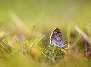 Close-up of butterfly on grass