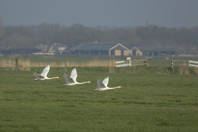 Birds flying over grassy field
