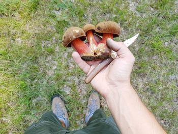 High angle view of person holding edible mushroom on land