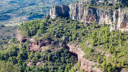 High angle view of plants growing on rock