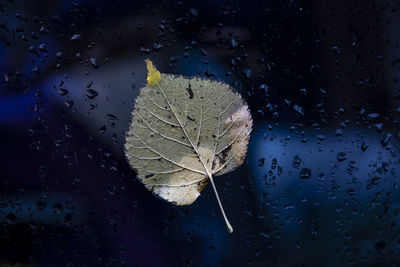 Close-up of dry leaf on wet window during rainy season