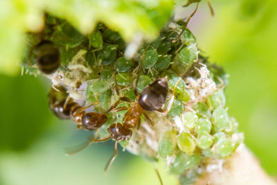 Close-up of bee on flower