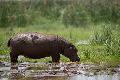Hippopotamus standing at lakeshore
