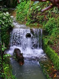 Waterfall in forest