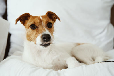 Dog resting at the bed and looking at camera