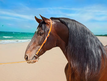 Close-up of horse on beach against sky
