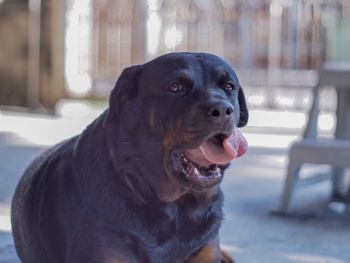 Close-up of dog looking away