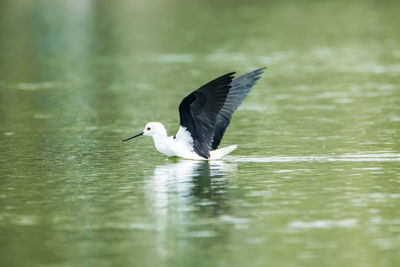 Bird flying over lake
