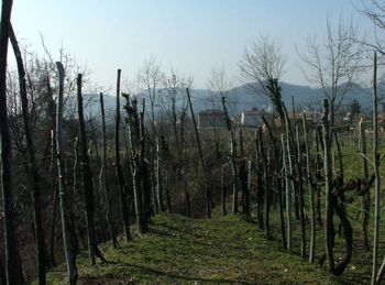 Footpath amidst trees on field against sky