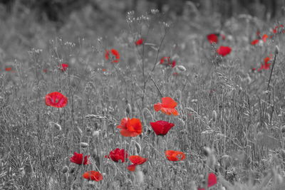 Close-up of red poppy flowers on field