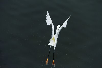 Close-up of bird against lake