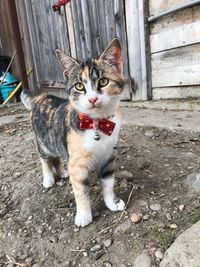 High angle portrait of cat on street