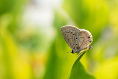 Close-up of butterfly