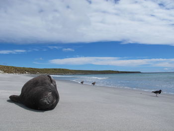 Seal sleeping at beach against cloudy sky