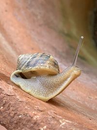 Close-up of snail