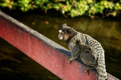 Close-up of plant against blurred background