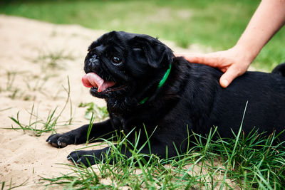 Portrait of pug dog on the grass, close up