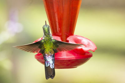 Close-up of red bird flying