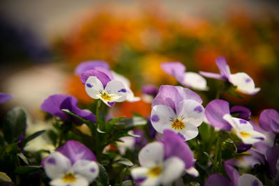 Close-up of purple flowering plants