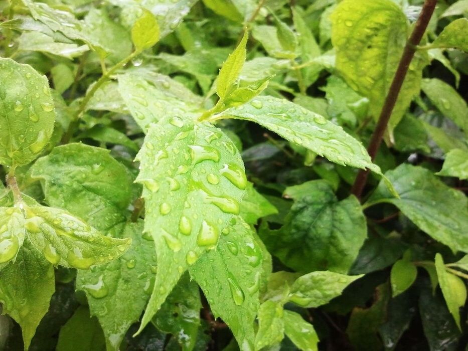 leaf, green color, growth, full frame, close-up, freshness, backgrounds, drop, plant, nature, wet, beauty in nature, leaf vein, leaves, water, natural pattern, green, dew, day, no people