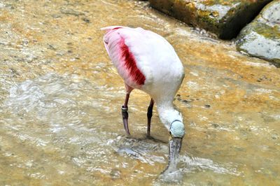 Close-up of bird perching on water