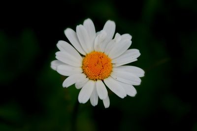 Close-up of white daisy blooming outdoors