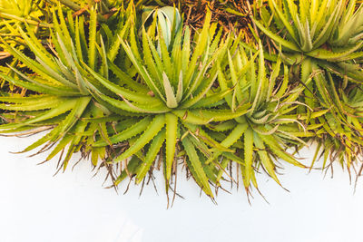 High angle view of pine tree