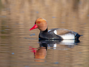 Red-crested pochard - netta rufina - young males on a danube river channel