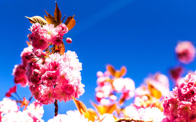 Close-up of pink flowers blooming against clear sky
