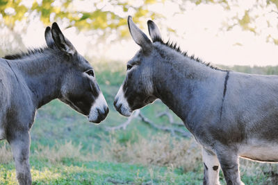 Horses in a field