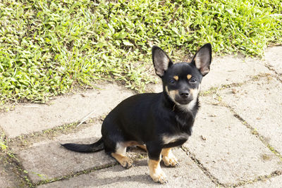 Portrait of black dog