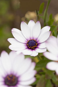 Close-up of white flower