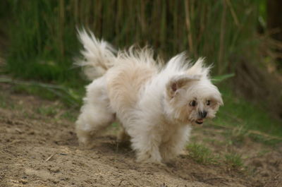 Close-up of dog on grass