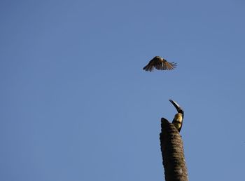 Low angle view of eagle flying against clear blue sky