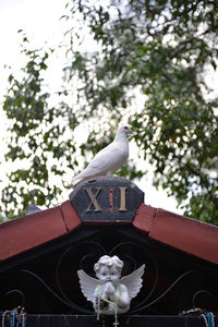 Low angle view of bird perching on tree against sky