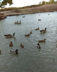 Ducks swimming in lake