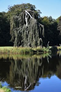 Reflection of trees in lake against sky