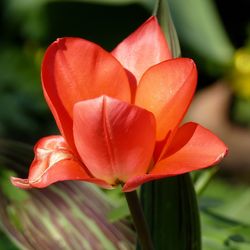 Close-up of red tulip