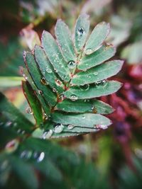 Close-up of wet plant