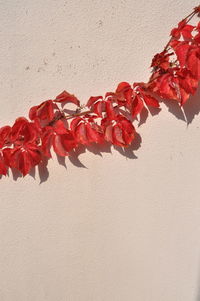 Close-up of red leaves