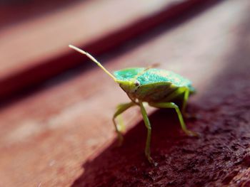 Close-up of insect on wood