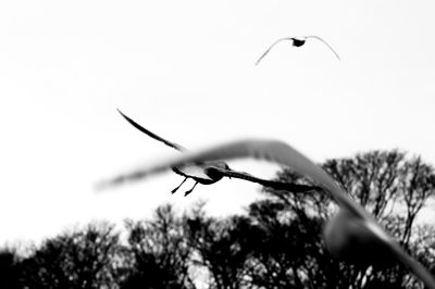 Low angle view of birds flying in sky