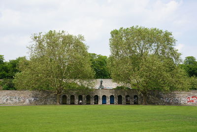 Trees on grassy field