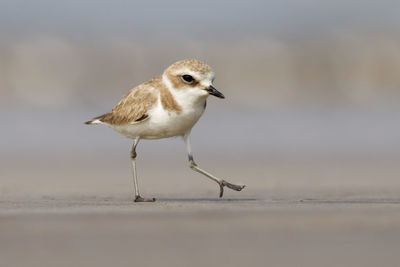 Close-up of bird walking outdoors