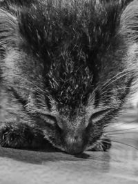 Close-up portrait of cat relaxing outdoors