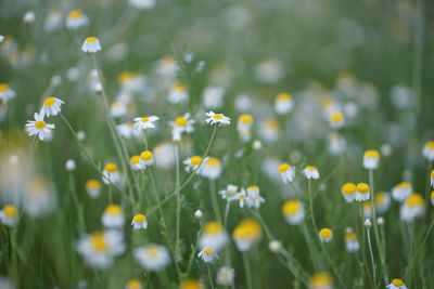 Wide field of matricaria chamomilla recutita, known as chamomile, camomile or scented mayweed.