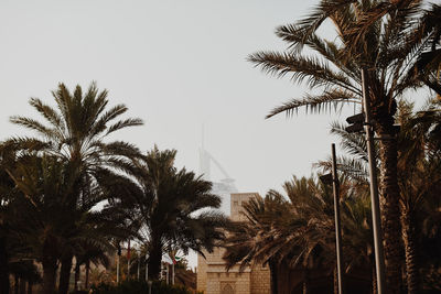 Low angle view of palm trees against clear sky